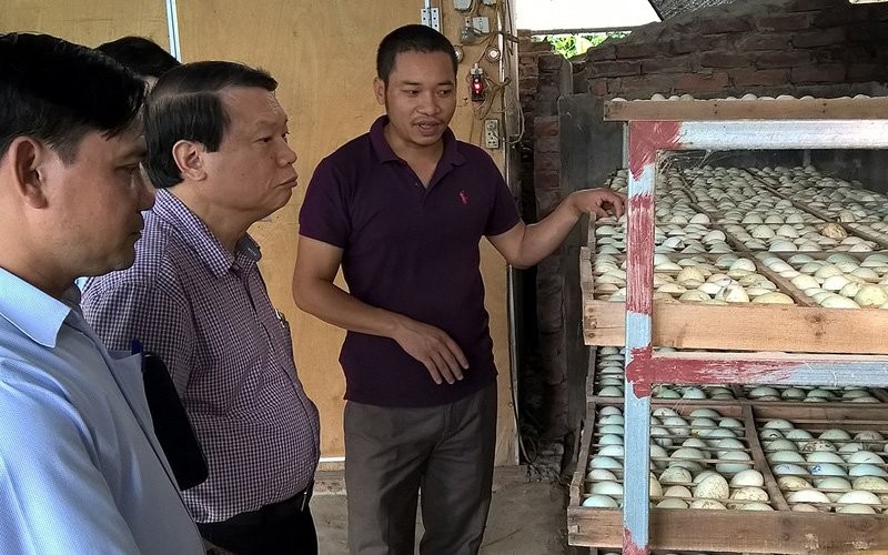 Phó Chủ tịch Hội Nông dân Việt Nam Nguyễn Duy Lượng tham quan lò ấp trứng vịt trời của anh Cường. Ảnh: Minh Anh
