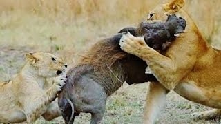 Lợn rừng đối đầu với 9 con sư tử