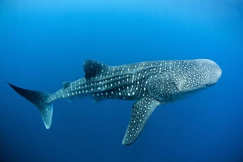 Top 10 loài cá mập dài nhất thế giới