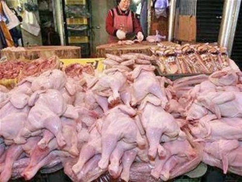 Gà Trung Quốc được nhập vào Việt Nam đa phần là gà thải loại. Ảnh minh họa