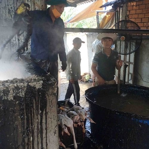 Một cơ sở giết mổ gia cầm ở ấp Tân Bình 1, xã Long Phú, thị xã Long Mỹ, Hậu Giang bị phát hiện sử dụng hóa chất nhổ lông gia cầm. Ảnh: CTV