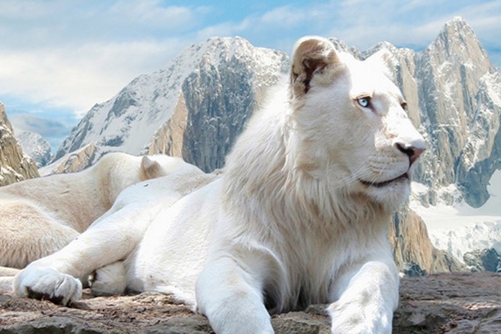 Chú sư tử trắng "trăm năm có một" mới ra đời ở Mỹ