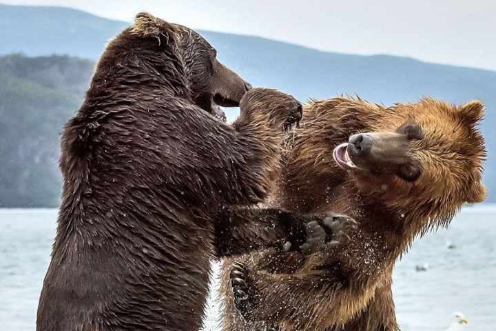Hai con gấu nâu rất lớn đại chiến với nhau để tranh giành vị trí săn mồi.