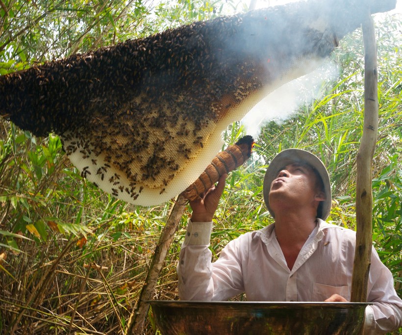 Khẩn trương đưa ong nuôi ra khỏi rừng U Minh hạ