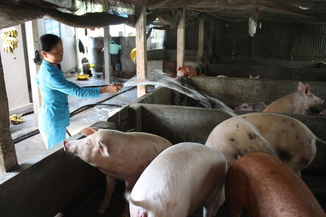 Bạc Liêu: Quyết liệt phòng chống dịch tả lợn châu Phi