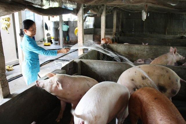 Người chăn nuôi chăm sóc đàn lợn, phòng ngừa dịch bệnh