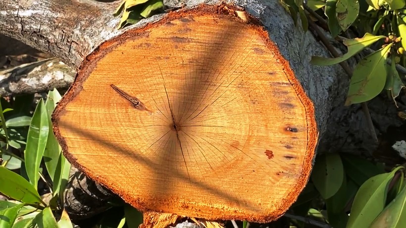 Cà Mau: Siết chặt quản lý rừng sau thông tin rừng phòng hộ bị chặt phá