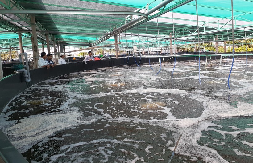 Mô hình nuôi tôm siêu thâm canh hồ nổi tròn tại huyện Hòa Bình, Bạc Liêu.