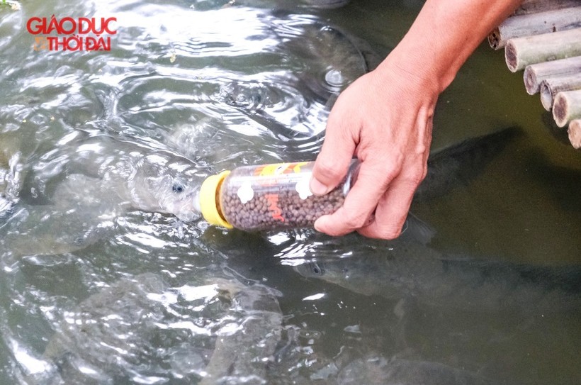 Cần Thơ: Độc đáo đàn cá lóc biết “bú bình”