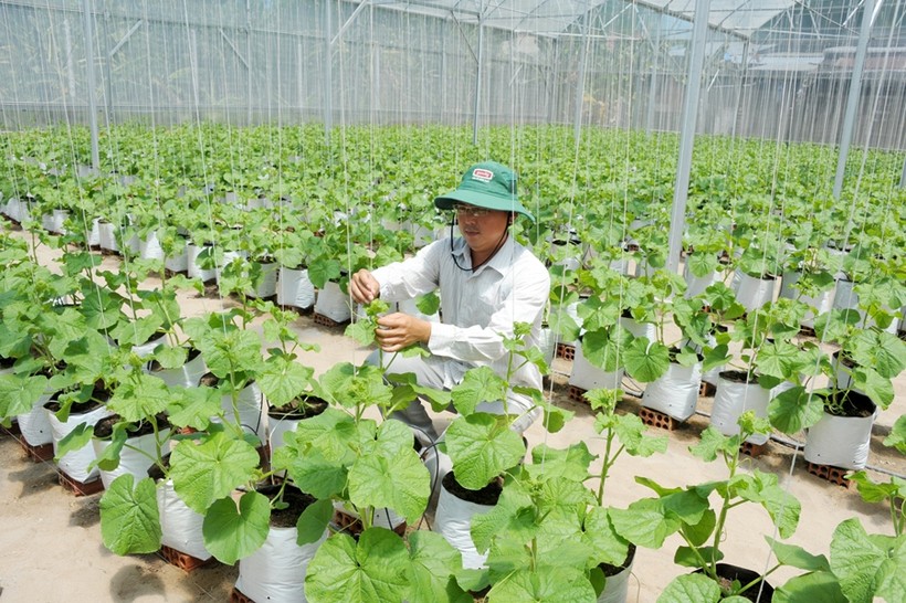 Mô hình trồng dưa lưới của anh Nguyễn Văn Đệ mỗi năm đem lại nguồn thu hàng trăm triệu đồng.