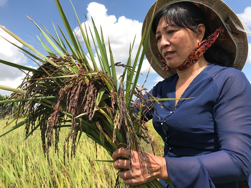 Bà Nga cầm trên tay lúa tím thảo dược được trồng theo hướng hữu cơ sinh học.