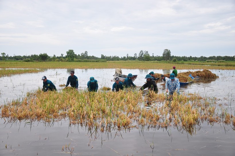 Mưa lớn kéo dài khiến nhiều diện tích lúa hè thu ở huyện Trần Văn Thời (Cà Mau) chìm trong nước.