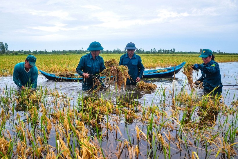 Bộ đội, dân quân giúp người dân Cà Mau thu hoạch lúa bị ngập nước.