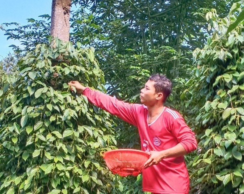Anh Nguyễn Vũ Phong đang thu hoạch tiêu.