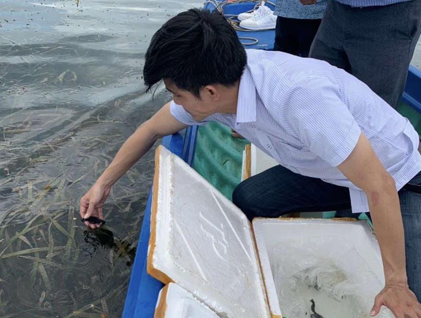 Trường ĐH Kiên Giang thả cá ngựa về Khu bảo tồn biển Phú Quốc.