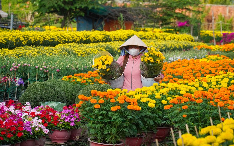 Làng hoa Phó Thọ - Bà Bộ (quận Bình Thủy, TP Cần Thơ) có lịch sử hơn 100 năm ngập tràn sắc hoa.