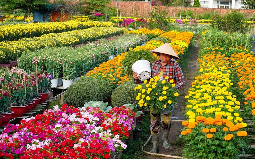 Những ngày cuối năm, người dân làng hoa Bà Bộ tất bật bên vườn hoa để phục vụ kịp thời cho du khách.
