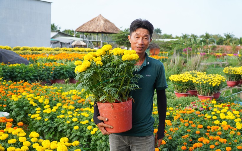 Thời tiết thuận lợi, thị trường hoa kiểng sôi động cuối năm dự báo các nhà vườn trồng hoa ở TP Cần Thơ sẽ trúng mùa, trúng giá.