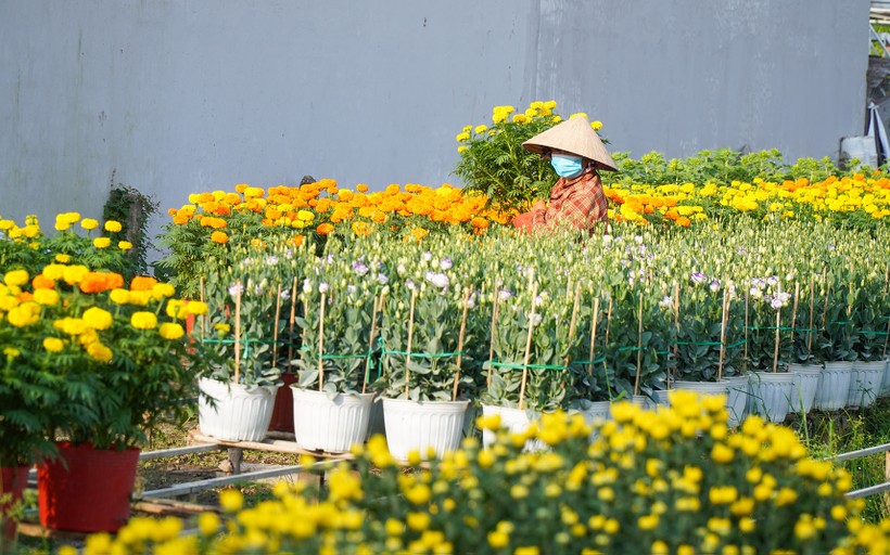 Nhà vườn ở làng hoa Bà Bộ đã mạnh dạn trồng những giống hoa mới phục vụ nhu cầu của người tiêu dùng trong dịp Tết.