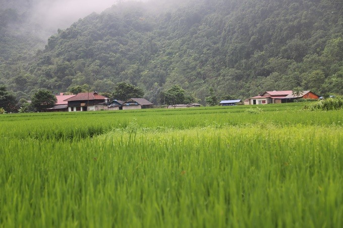 Cánh đồng 02 vụ lúa là nguồn sống chính của trên 60 hộ dân thôn Khắc Kiệm, Xóm Xuyên Sơn, xã Thần Sa, huyện Võ Nhai