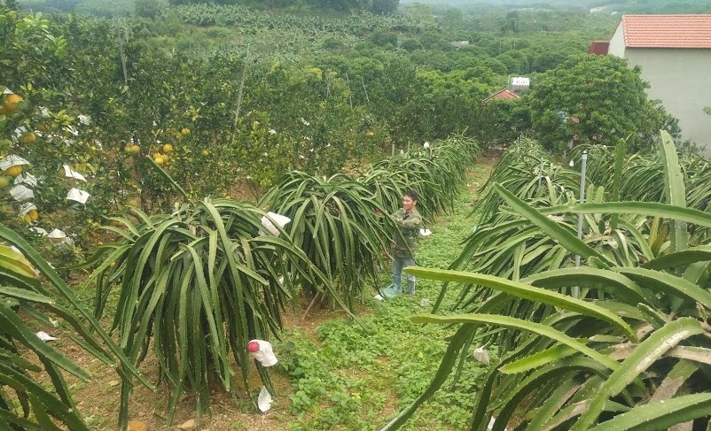 Mô hình vườn cây ăn trái xóm Khe Đù, xã Phúc Thuận, thị xã Phổ Yên