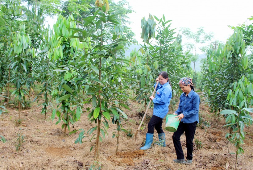 Trồng thâm canh cây gỗ lớn có giá trị kinh tế cao tại huyện Định Hóa
