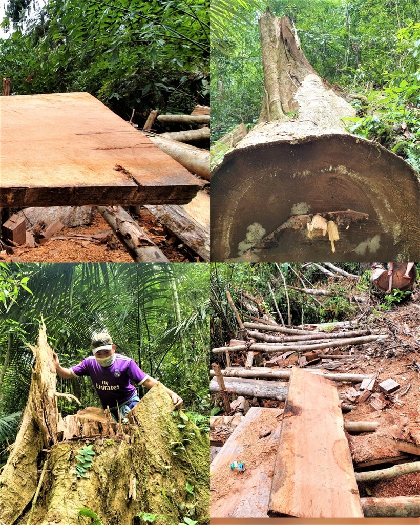 Nhiều cây có tuổi đời 50-60 năm ở rừng phòng hộ  A Lưới bị lâm tặc đốn hạ không thương tiếc.