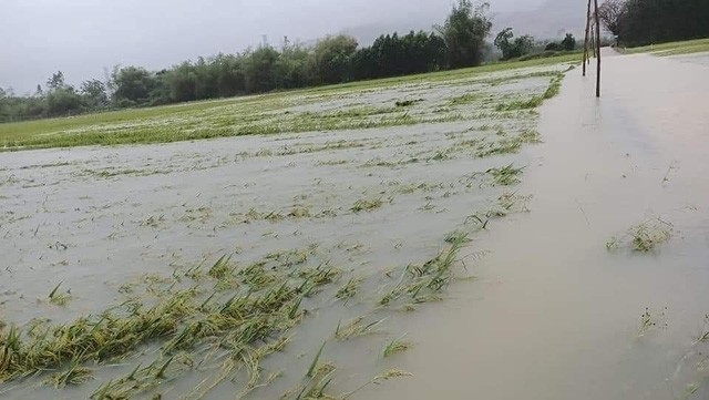 Nhiều hecta lúa của người dân bị chìm trong biển nước.