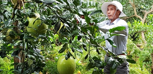 Ông Nguyễn Đăng Thuận chăm sóc vườn cây, chuẩn bị cho vụ thu hoạch sắp tới.