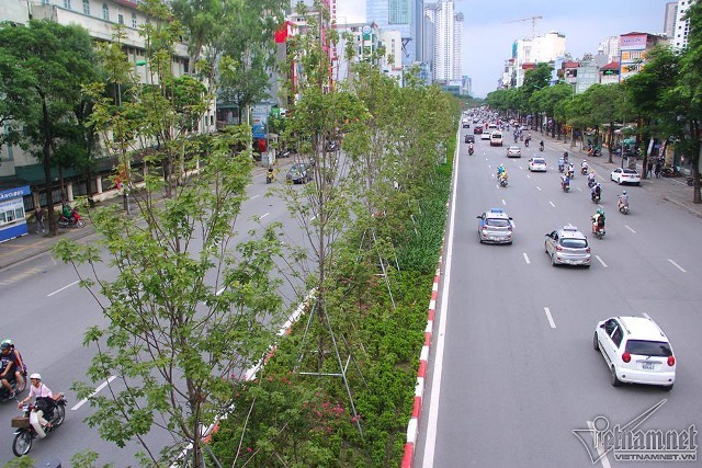 Phong lá đỏ được trồng trên nhiều tuyến phố.