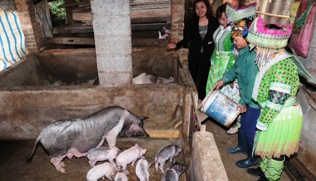 Một lớp đào tạo “Nuôi và phòng trị bệnh cho lợn” cho LĐNT tại xã Lãng Ngâm, huyện Ngân Sơn, tỉnh Bắc Kạn.