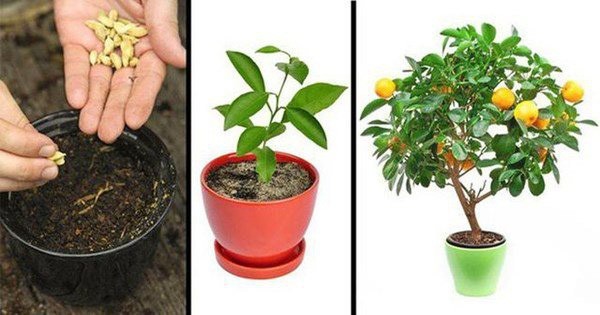 5 loại cây ăn quả trồng từ hạt “siêu dễ”, ai cũng nên trồng 1 cây trong nhà