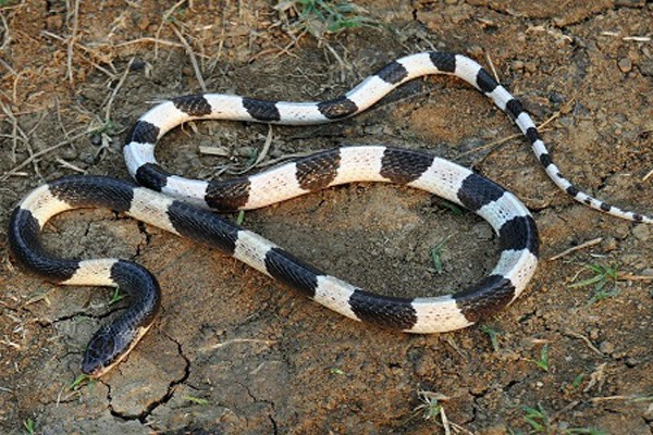Bé 22 ngày chết vì rắn cắn: Thực hư lời đồn rắn thích mùi sữa mẹ