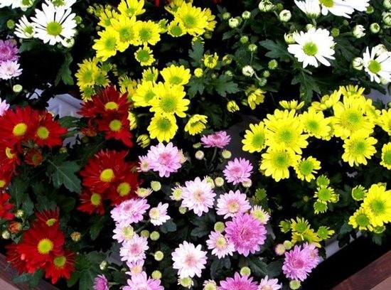 Những loại hoa, cây cảnh chứa độc chất cần cẩn thận ngày Tết
