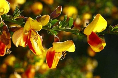 Hoa đậu chổi Anh là một loài hoa cực kỳ độc.