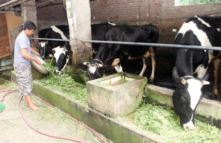 Một hộ gia đình ở xã Phù Đổng, huyện Gia Lâm, TP Hà Nội sau khi được đào tạo, đã phát triển nghề chăn nuôi bò sữa cho hiệu quả kinh tế cao.