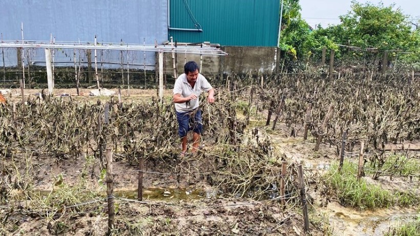 Vựa rau lớn nhất Hà Tĩnh ở xã Tượng Sơn, sau mưa lũ bị dập nát, tan hoang.