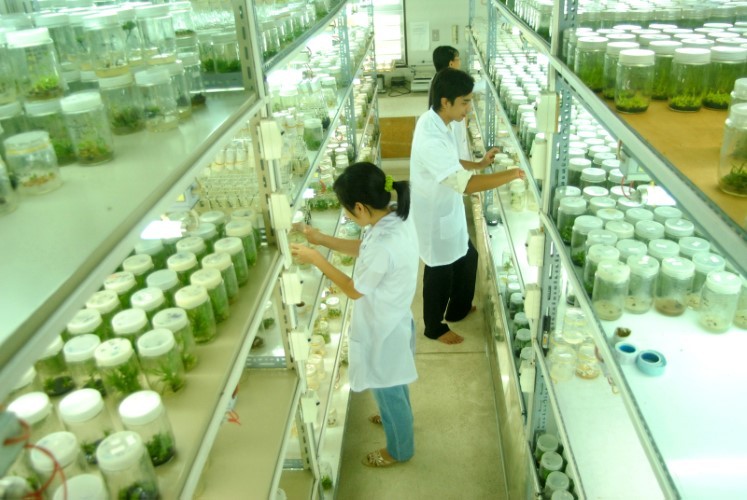 Sinh viên Khoa Nông nghiệp (Trường ĐH Cần Thơ) thực tập tại phòng thí nghiệm.