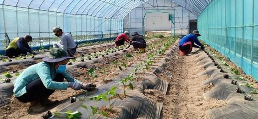 Lao động Việt Nam làm nông nghiệp tại Hàn Quốc.
