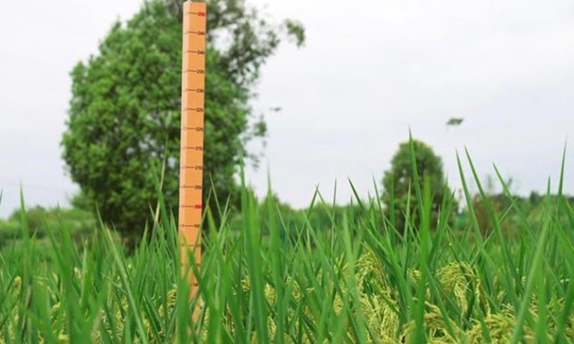 Lúa có kích thước khổng lồ được phát triển ở Trung Quốc.