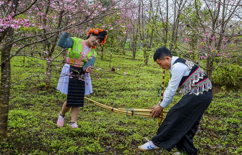 Bên gốc hoa anh đào Nhật Bản, chàng trai, cô gái đồng bào Mông bản địa thỏa sức vui xuân, tạo nên khung cảnh vừa lạ lẫm, vừa cuốn hút.