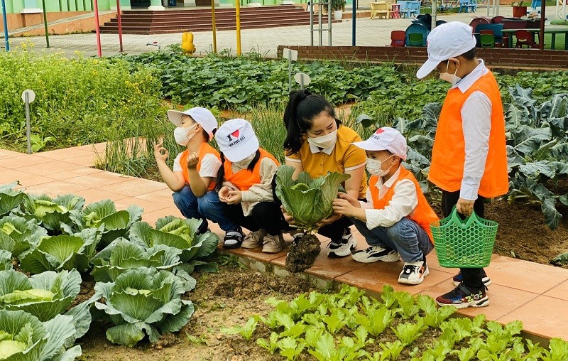 Trẻ được thoả sức trải nghiệm các hoạt động chăm sóc, thu hoạch tại vườn rau của trường. 