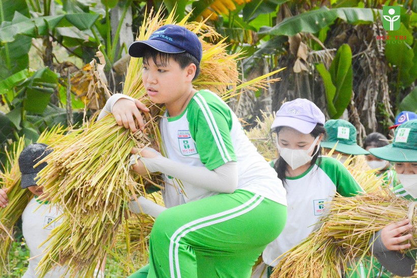 Học sinh khối tiểu học thuộc Trường Tiểu học – THCS Đức Trí trải nghiệm thu hoạch lúa. 