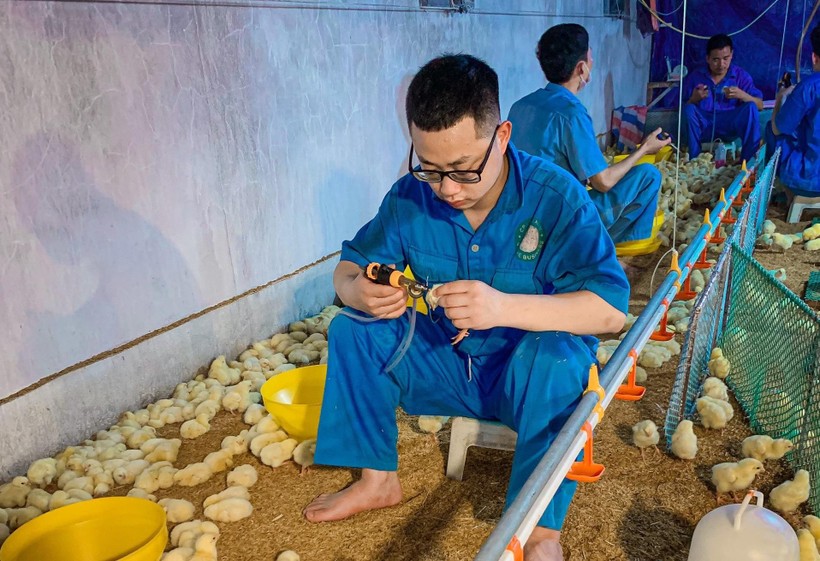 Một đợt thực hành của sinh viên tại trang trại nuôi gà quy mô lớn.