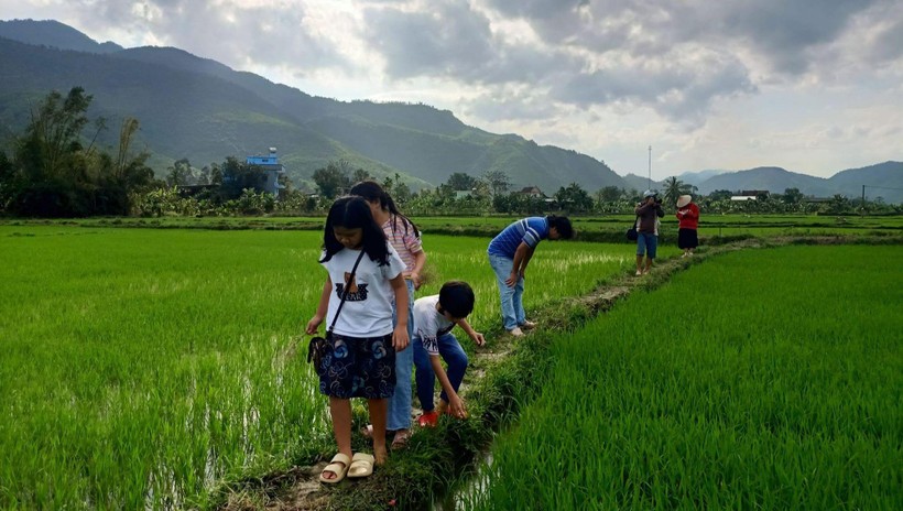 Giờ học bên ruộng lúa của lớp học cuối tuần tại Hòa Bắc (Hòa Vang, TP Đà Nẵng).