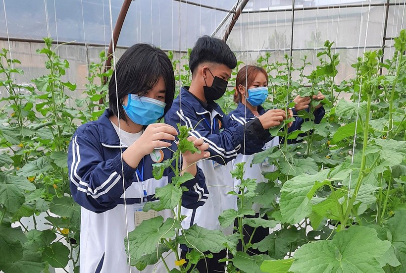 Sinh viên Trường Cao đẳng Nghề trải nghiệm mô hình sản xuất nông nghiệp sạch.