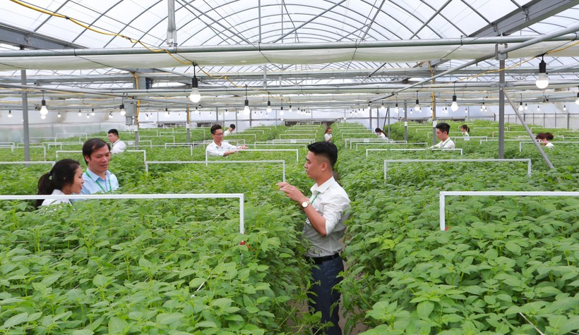Giảng viên Học viện Nông nghiệp Việt Nam hướng dẫn sinh viên nghiên cứu, thực nghiệm trên cây trồng. Ảnh: NTCC