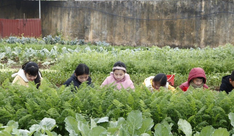 Vườn rau của Trường PTDTBT Tiểu học Trần Văn Thọ sẵn sàng cho Tết Nguyên đán. Ảnh: Hà Thuận
