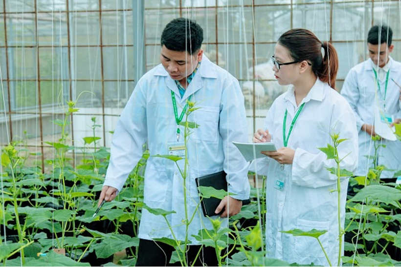Nghiên cứu trồng cây không đất của sinh viên Học viện Nông nghiệp Việt Nam. Ảnh: NTCC