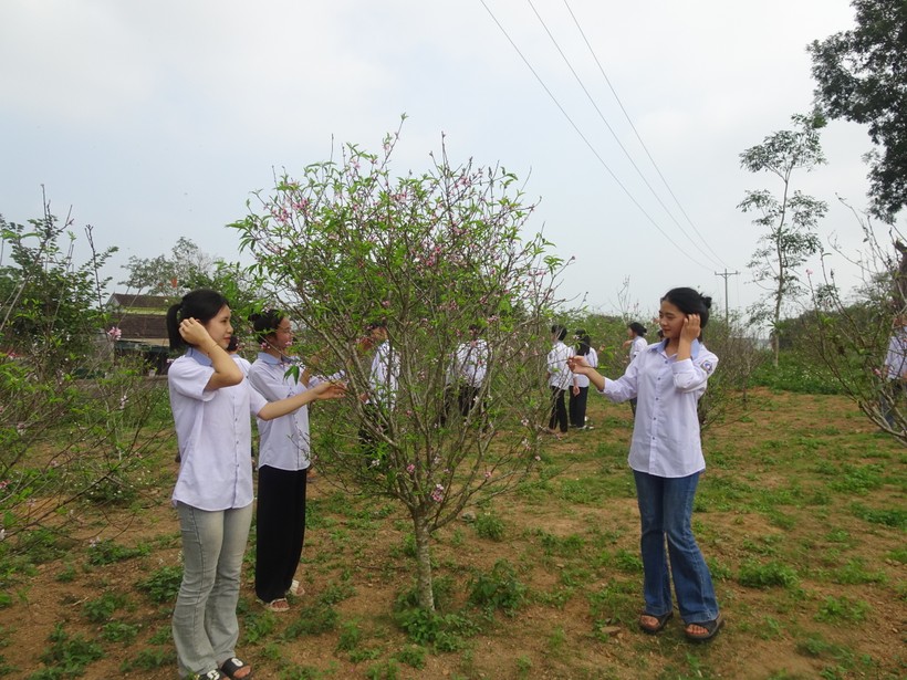 Vườn đào trong khuôn viên Trường THPT Bắc Yên Thành (Yên Thành, Nghệ An). Ảnh: NVCC
